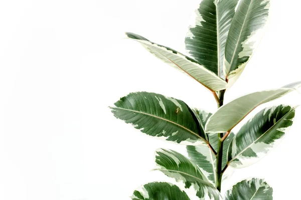 Inicio planta hoja verde ficus benjamina, elastica sobre fondo blanco — Foto de Stock