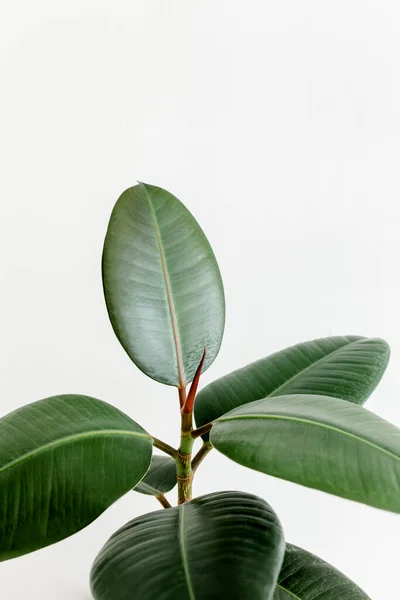 Inicio planta hoja verde ficus benjamina, elastica sobre fondo claro — Foto de Stock