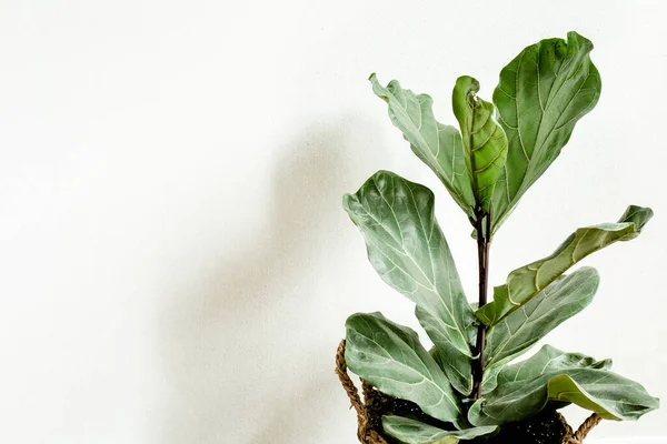 Inicio planta hoja verde ficus benjamina, elastica sobre fondo claro — Foto de Stock