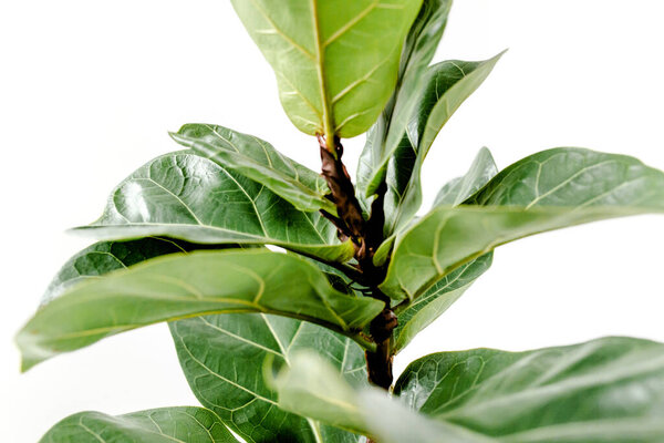 Home plant green leaf ficus benjamina, elastica on a light background 