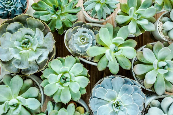 Beautiful pattern of green succulents on wooden background. Flat lay, top view. — Stock Photo, Image