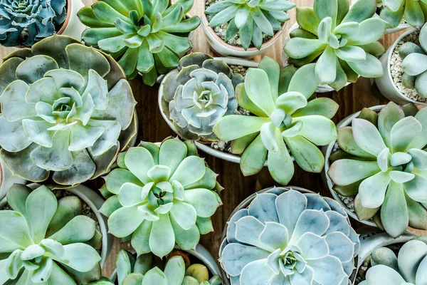 Hermoso patrón de suculentas verdes sobre fondo de madera. Piso tendido, vista superior. — Foto de Stock