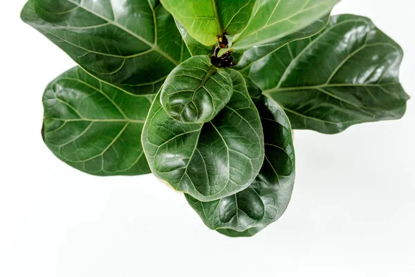 Inicio planta hoja verde ficus benjamina, elastica sobre fondo blanco — Foto de Stock