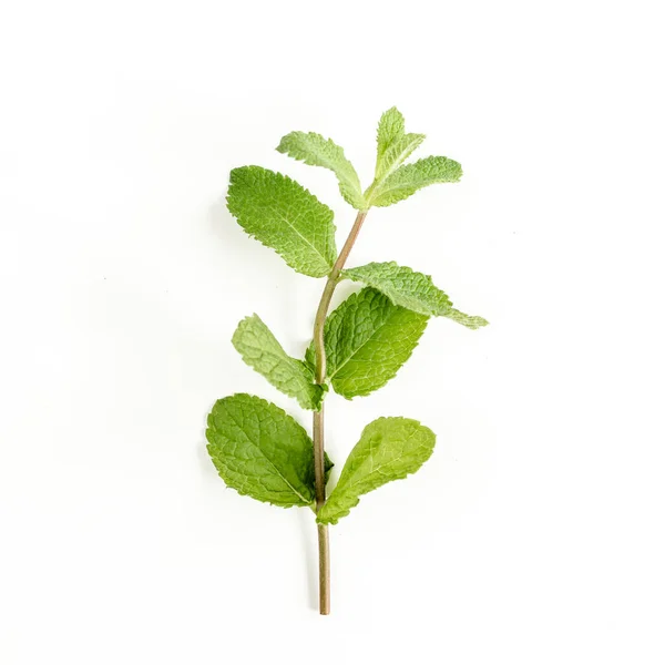 Green branch and leaf Mint isolated on white background. Set of peppermint. Mint Pattern. Flat lay. Top view. — Stock Photo, Image