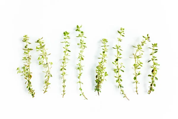 Branche verte de romarin et thym isolée sur fond blanc. Pose plate. Vue du dessus — Photo