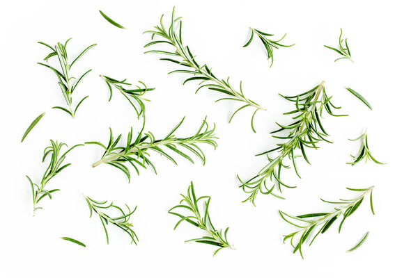 Green branch and leaves of rosemary isolated on a white background. Herbs. Flat lay. Top view