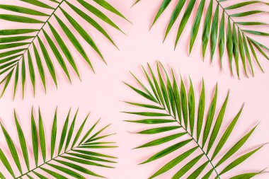 Pembe arka planda tropik yeşil palmiye yaprakları. Düz yatış, üst görünüm