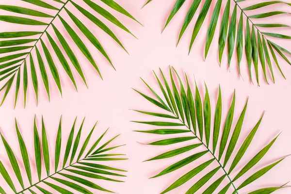 Texture tropical green palm leaves on pink background. Flat lay, top view — Stock Photo, Image