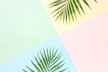 Renkli arka planda tropik yeşil palmiye yaprakları. Doğa konsepti. düz yatış, üst görünüm