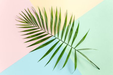 Renkli arka planda tropik yeşil palmiye yaprakları. Doğa konsepti. düz yatış, üst görünüm