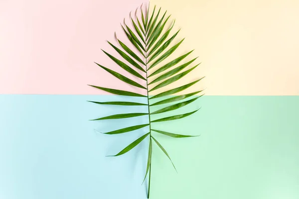 Renkli arka planda tropik yeşil palmiye yaprakları. Doğa konsepti. düz yatış, üst görünüm — Stok fotoğraf