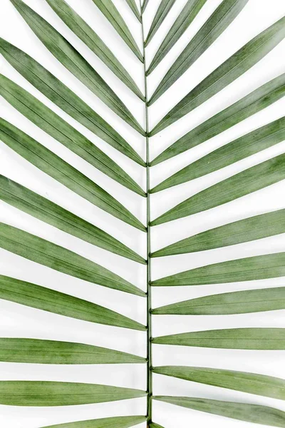 Feuille tropicale sur fond blanc. Pose plate, vue du dessus — Photo