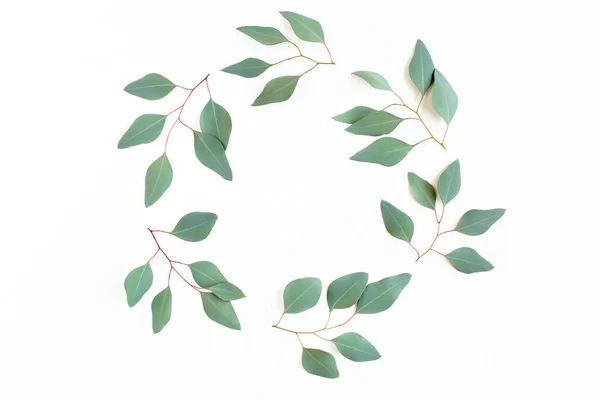 Round frame with branches eucalyptus and leaves isolated on white background. lay flat, top view — Stock Photo, Image