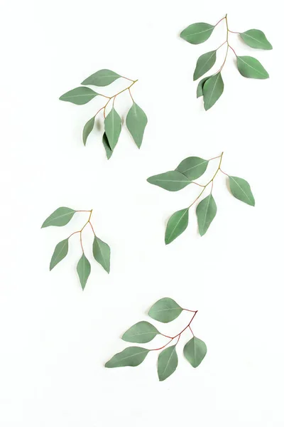 Ramo verde, folhas de eucalipto populus isolado sobre fundo branco. Deitado plano, vista superior — Fotografia de Stock