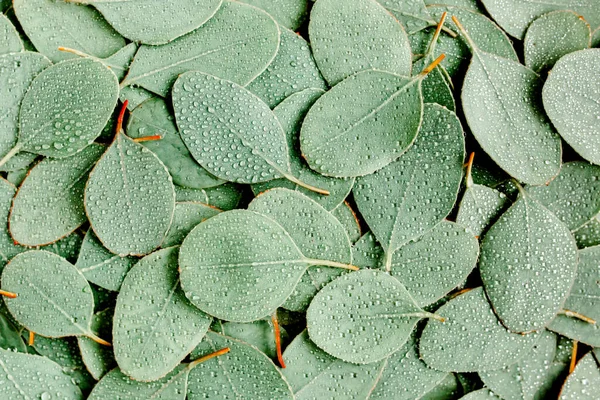 Background, Texture made of green eucalyptus leaves with raindrop, dew. Flat lay, top — Stock Photo, Image