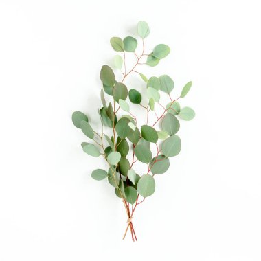 Beyaz arka planda okaliptüs buketi. Düz yatış, üst görünüm.