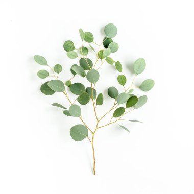 Beyaz arka planda yeşil okaliptüs. düz yatış, üst görünüm