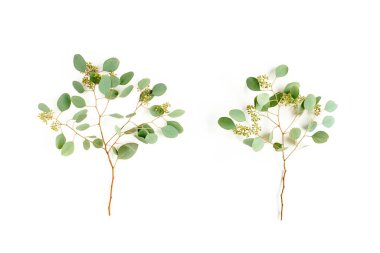 Okaliptüs yaprakları ve okaliptüs dalları beyaz arka planda meyve şeklinde. Düz yerde, üst tarafta. Çiçek konsepti