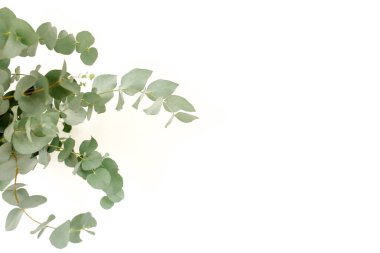 Masanın üzerinde cam bir kavanozda yeşil okaliptüsler..