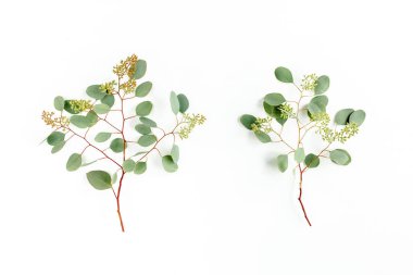 Okaliptüs yaprakları ve okaliptüs dalları beyaz arka planda meyve şeklinde. Düz yerde, üst tarafta. Çiçek konsepti