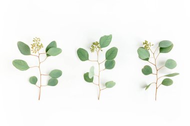 Okaliptüs yaprakları ve okaliptüs dalları beyaz arka planda meyve şeklinde. Düz yerde, üst tarafta. Çiçek konsepti