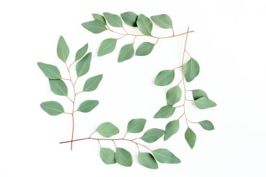 Beyaz arka planda izole edilmiş okaliptüs dallarından yapılmış çelenk çerçevesi. Düz uzan, üst 