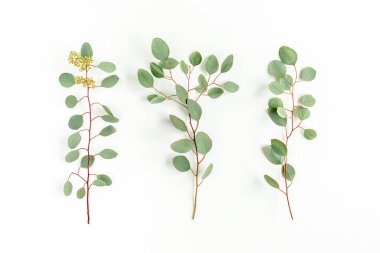 Okaliptüs yaprakları ve okaliptüs dalları beyaz arka planda meyve şeklinde. Düz yerde, üst tarafta. Çiçek konsepti