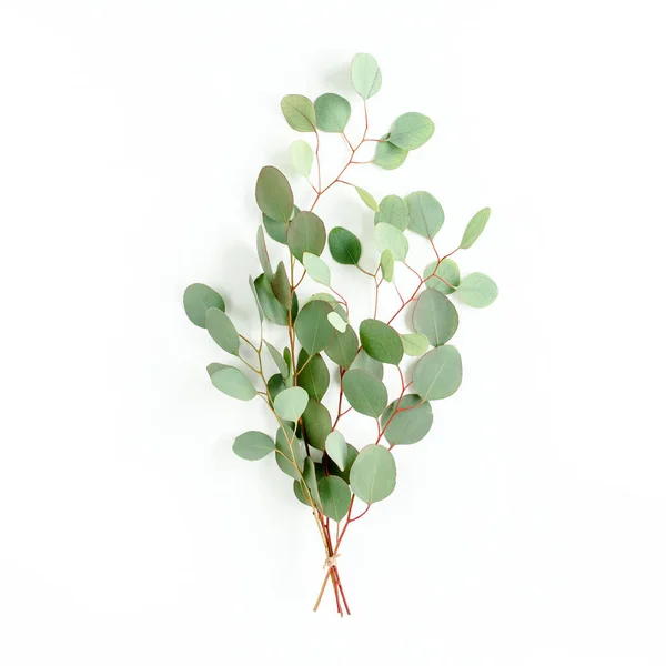 Bouquet d'eucalyptus sur fond blanc. Couché plat, vue du dessus. — Photo