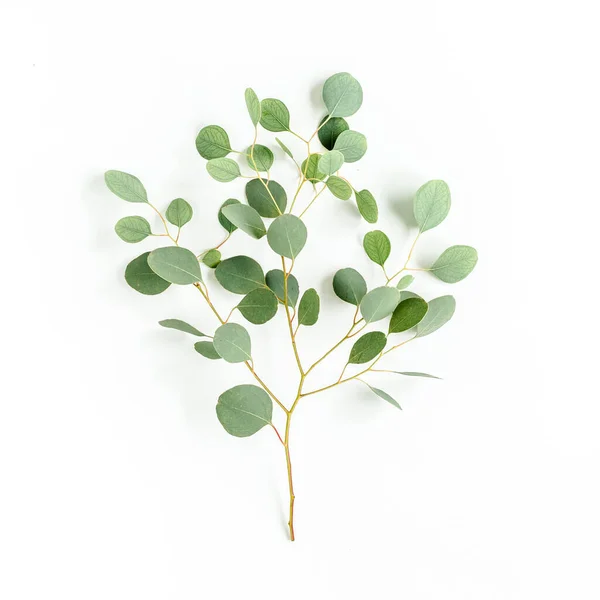 Zielona gałąź eukaliptusa na białym tle. układanie płaskie, widok z góry — Zdjęcie stockowe