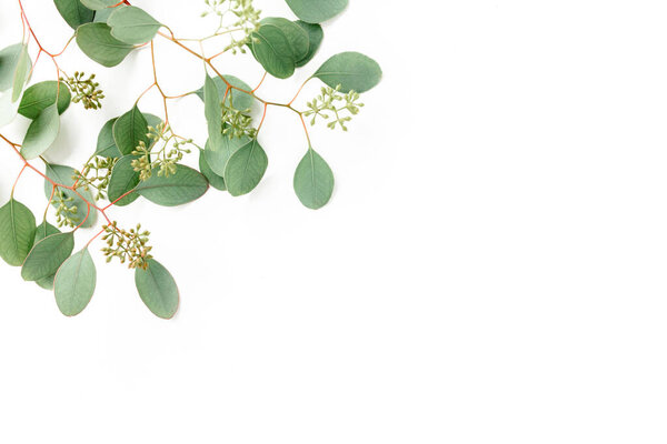 Leaves eucalyptus with fruits in the form of berries on white background with empty space for text. Flat lay, top view. floral concept