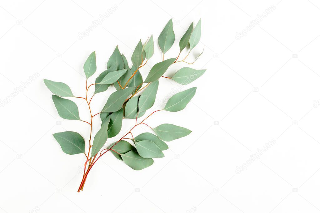 Eucalyptus bouquet on a white background. Flat lay, top view.
