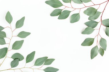 Yeşil yapraklardan yapılmış çerçeve okaliptüs populus beyaz arka planda izole edilmiş ve metin için boş alan var. Düz yatış, üst görünüm