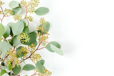 Beyaz arka planda meyve şeklinde okaliptüs ve metin için boş alan bırakır. Düz yerde, üst tarafta. Çiçek konsepti