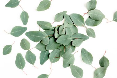 yeşil yapraklar okaliptüs populus beyaz arka planda izole. Düz yatış, üst görünüm