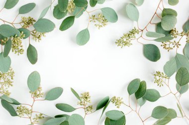 Yeşil yapraklardan yapılmış çerçeve, beyaz arka planda meyve şeklinde okaliptüs populus. Düz yatış, üst görünüm. 