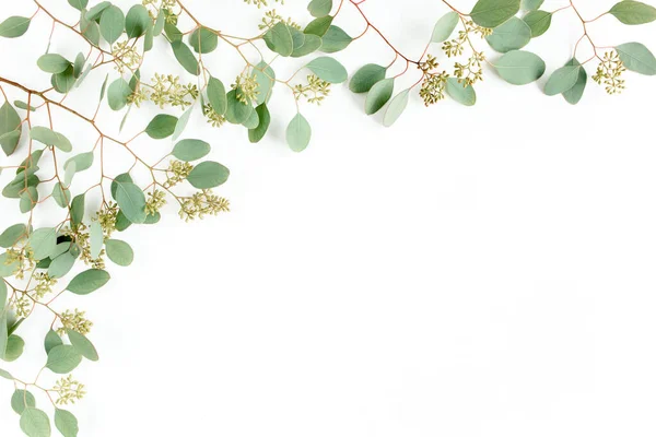 Fronteras de marco hechas de hojas de eucalipto populus con frutos en forma de bayas sobre fondo blanco. Asiento plano, vista superior. concepto floral — Foto de Stock