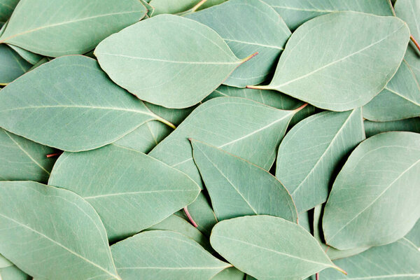 Background, Texture made of green eucalyptus leaves. Flat lay, top 