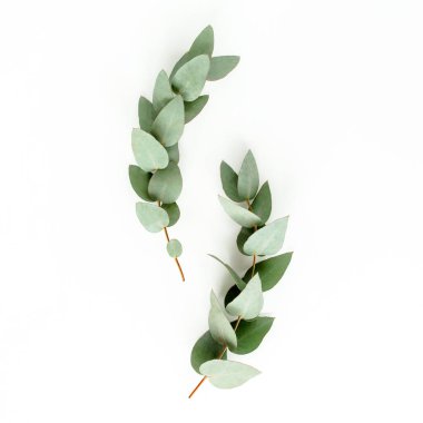 yeşil yapraklar okaliptüs beyaz arka planda izole. düz yatış, üst görünüm