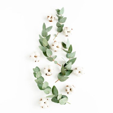 Beyaz arka planda soyut okaliptüs, yaprak ve pamuktan oluşan bir desen. Düz uzan, üst görünüm