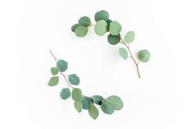 Okaliptüsten yapılmış çelenk çerçevesi ve beyaz arka planda izole edilmiş yapraklar. Düz yatıyordu. Üst görünüm.