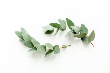 yeşil yapraklar okaliptüs beyaz arka planda izole. düz yatış, üst görünüm