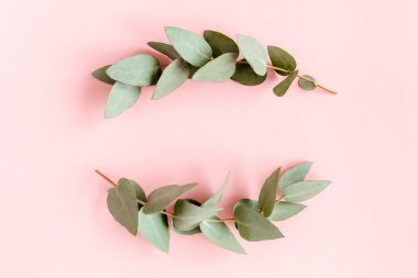 Okaliptüsten yapılmış çelenk çerçevesi ve pembe arka planda izole edilmiş yapraklar. Düz uzan, üst görünüm