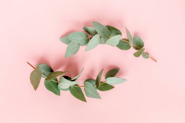 Pembe arka planda okaliptüs yaprakları. Düz yerde, üst tarafta. Çiçek konsepti