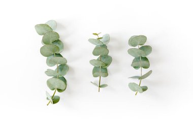 Beyaz arka planda yeşil okaliptüs yaprakları. düz yatış, üst görünüm