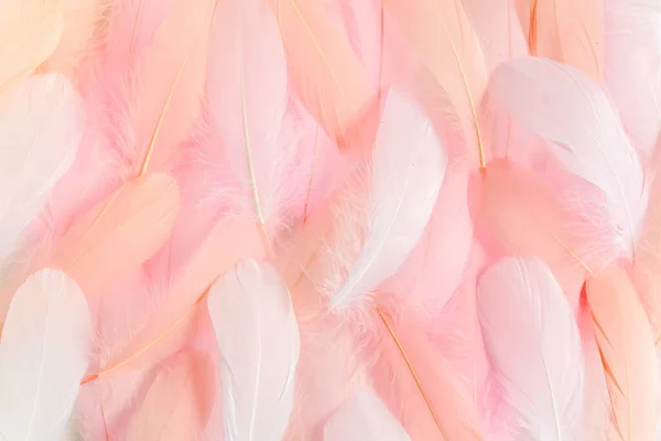 Pink feathers textured background. Feather background. Flat lay, top view — Stock Photo, Image