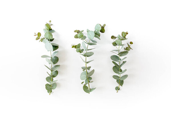 green leaves eucalyptus on white background. flat lay, top view