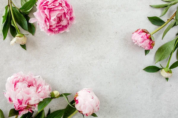 Bellissimi fiori di peonia rosa su tavolo in pietra grigia con spazio per copiare il testo. Stile piatto, vista dall'alto — Foto Stock