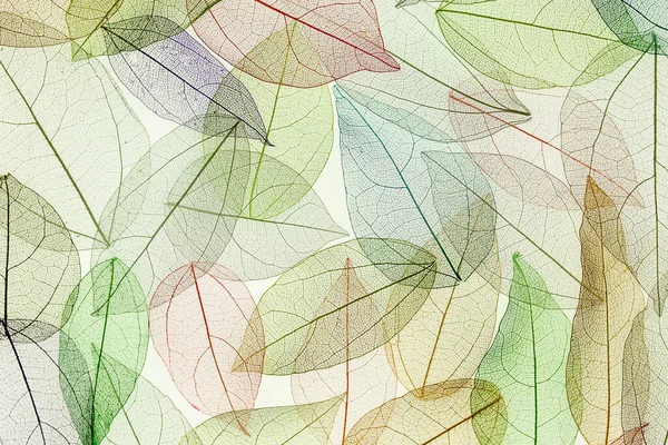 Multicolo, iskeletin şeffaf yaprakları ve güzel bir dokusu var.