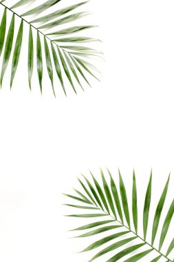 Beyaz arka planda tropik yeşil palmiye yaprağı. düz yatış, üst görünüm