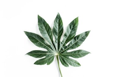 Tropik palmiye, Aralia 'yı beyaz arka planda yalnız bırakır. Tropikal doğa kavramı.